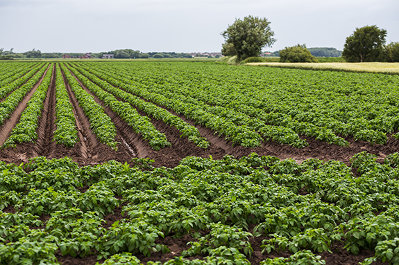 A lush field of potatoes growing abundantly in the center of a larger agricultural field.