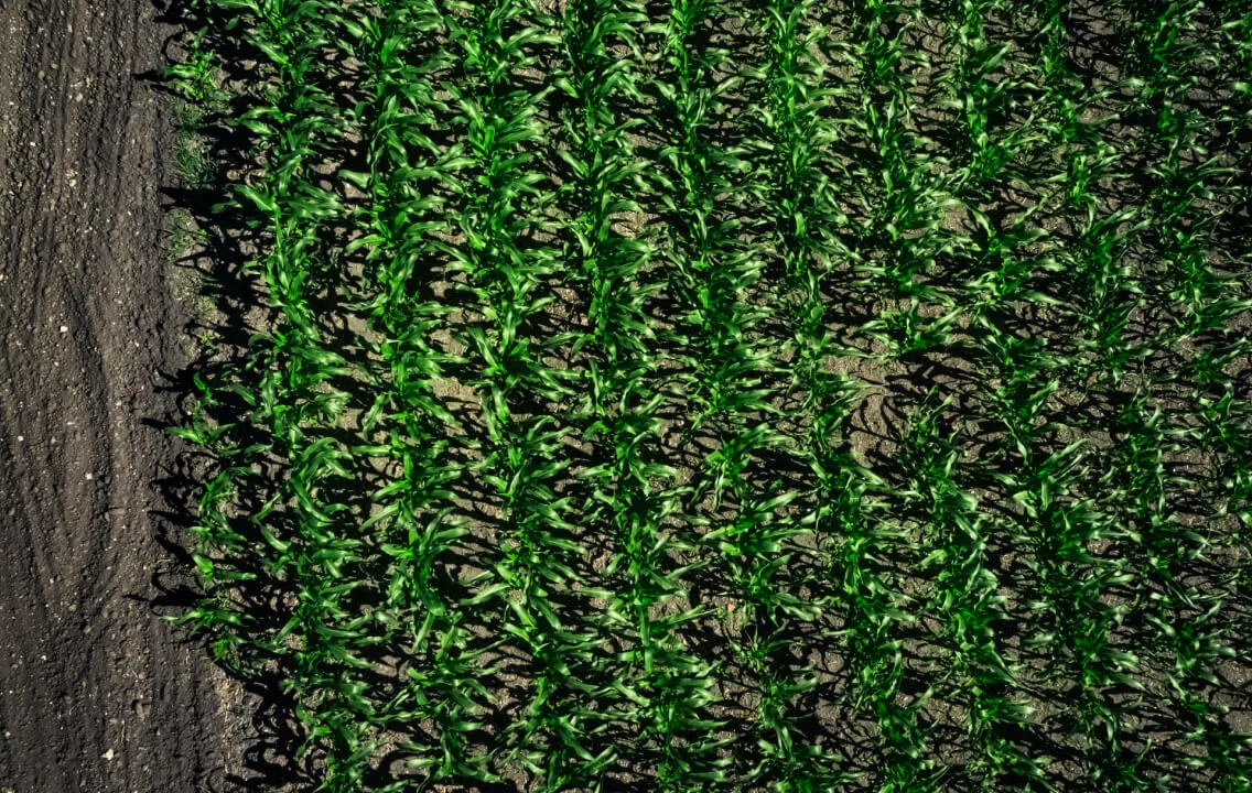 An aerial view of a corn field.