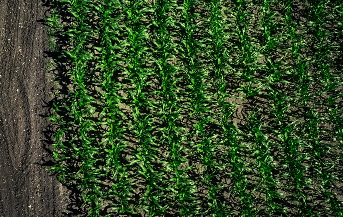 An aerial view of a corn field.