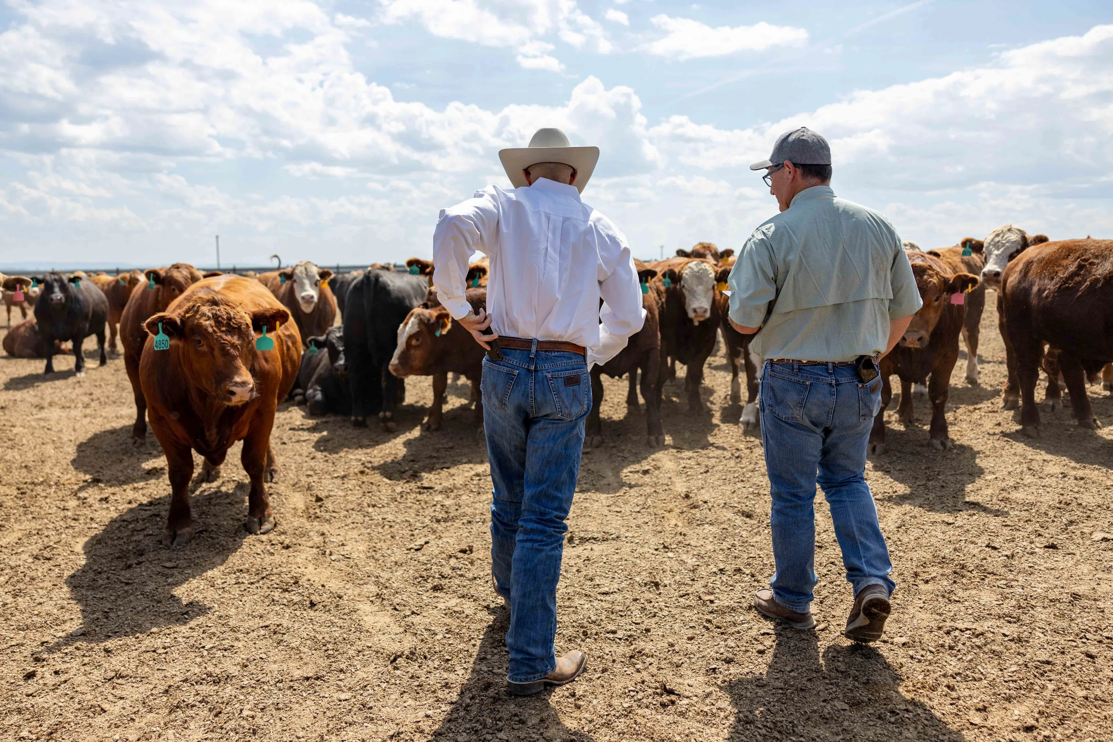 Team member and client discussing recommendations for feedlot cattle
