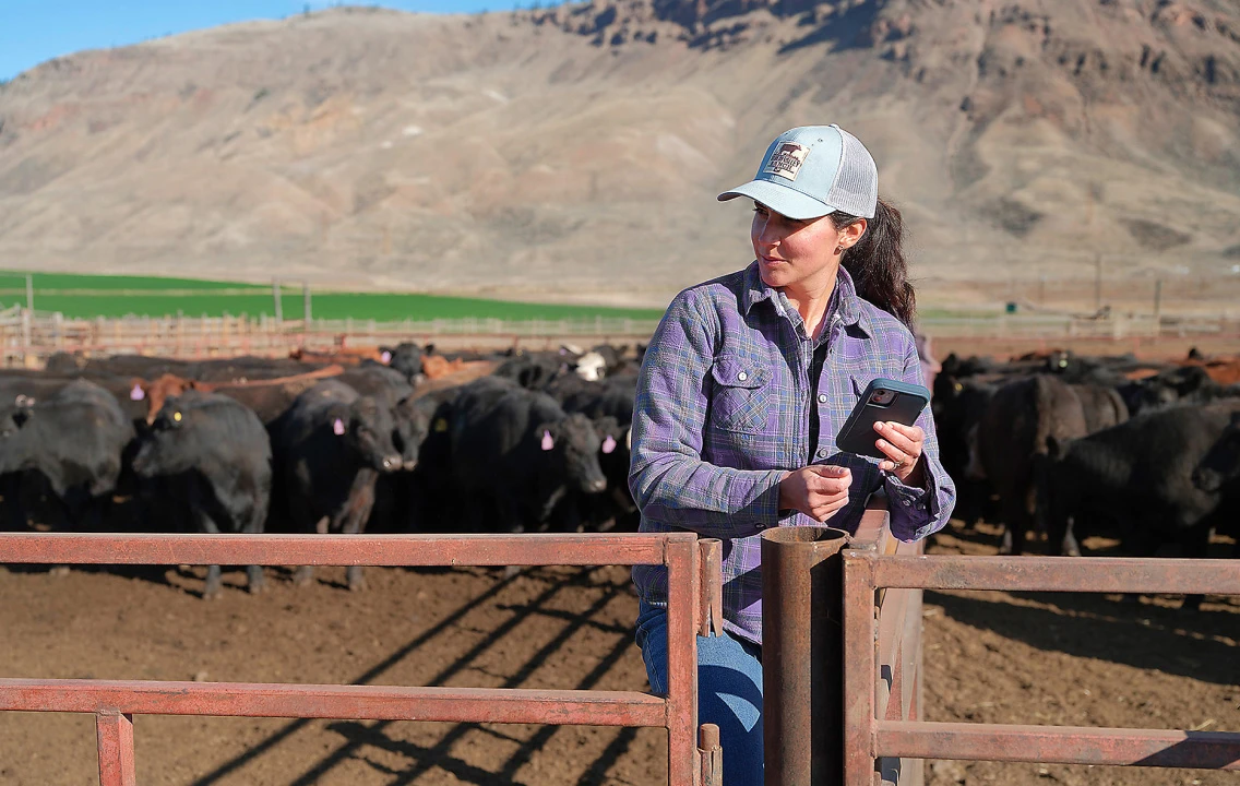 Une femme ayant un téléphone mobile dans les mains et se tenant devant un troupeau de bovins.