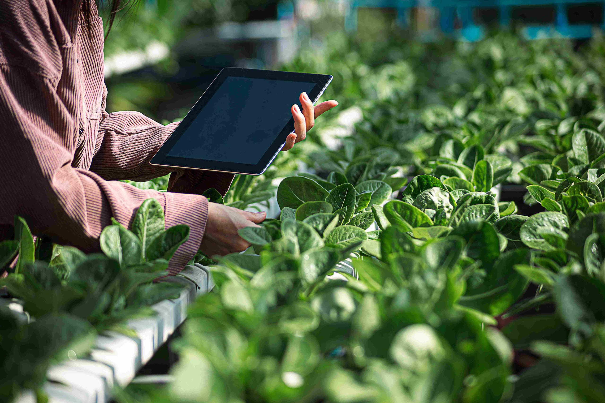 A PCA checking specialty crop conditions for pests and logging results on a tablet.