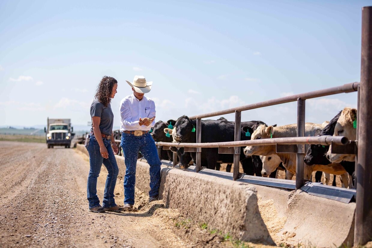 Nutritionist looking at cattle in the feedlot