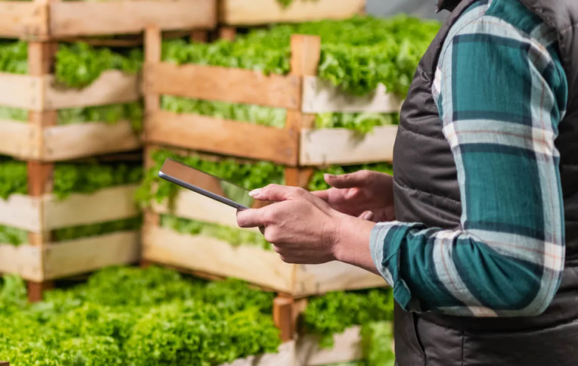A woman is using a tablet in a warehouse full of lettuce