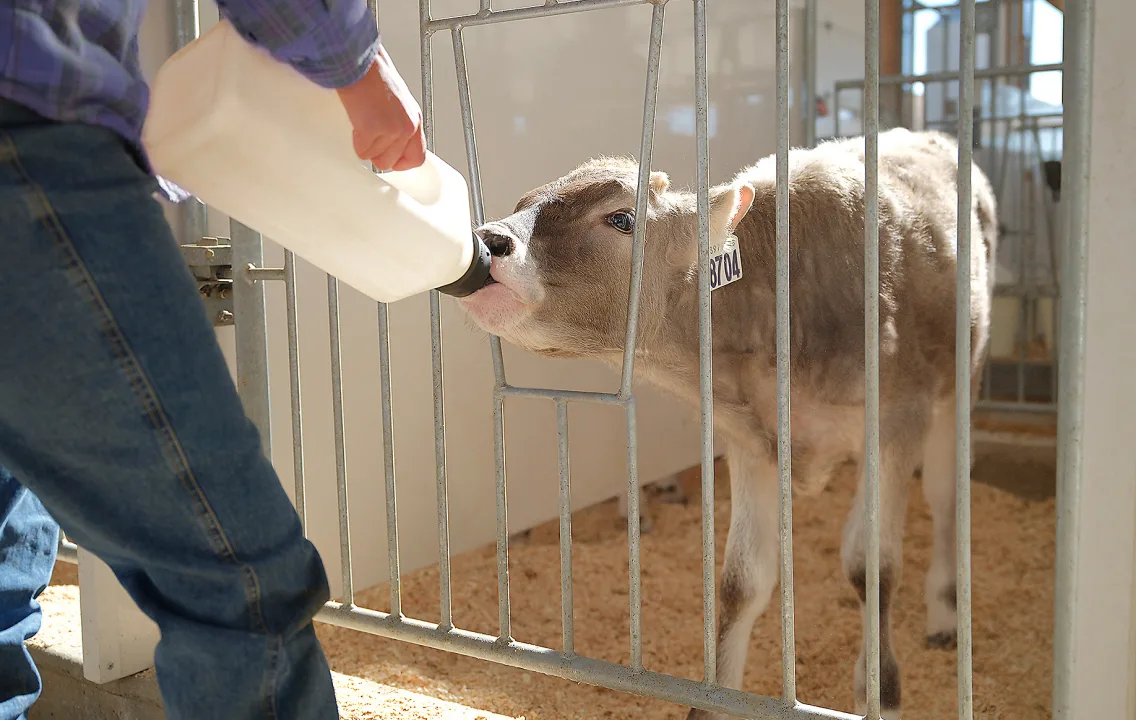A man feeding a calf from a bottle.