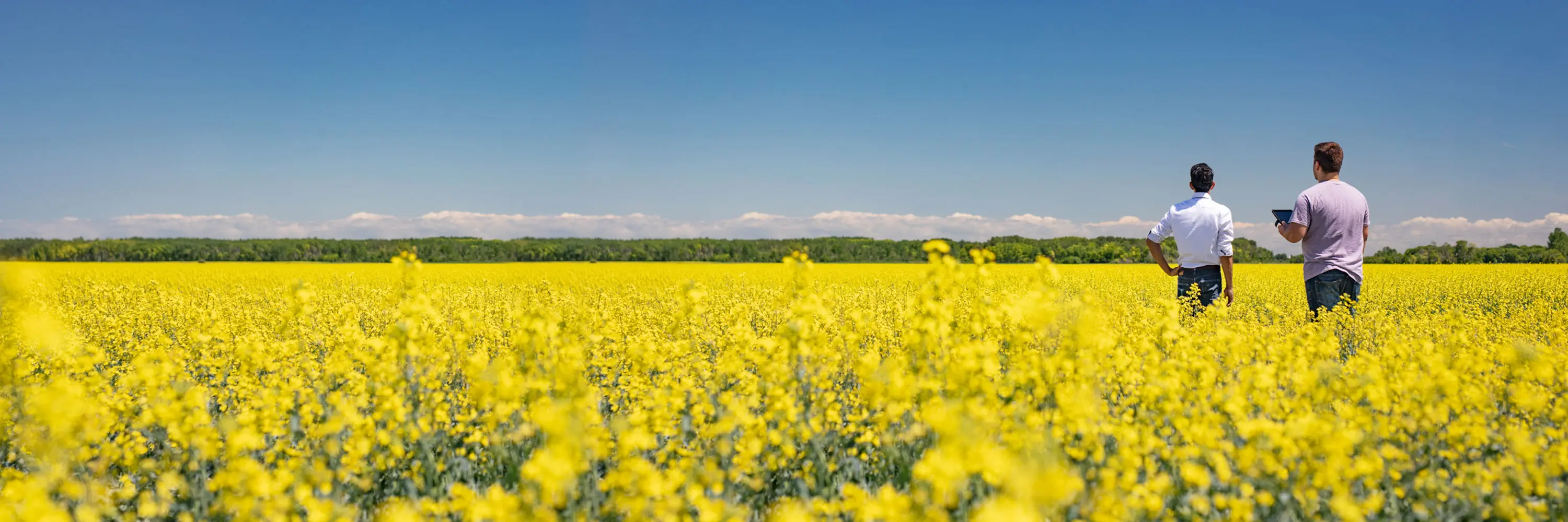 Two men with a tablet standing in a canola field.