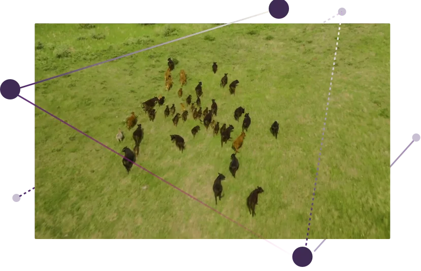 A herd of cattle walking across a lush green field.