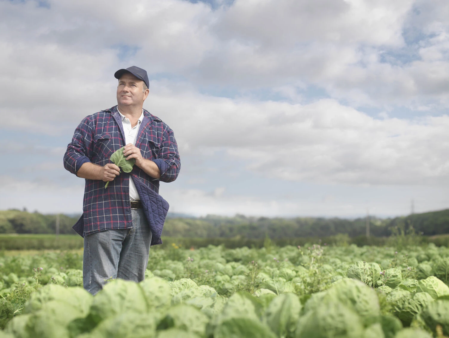A UK farmer stands in a field, holding a cabbage leaf, representing SFI.


