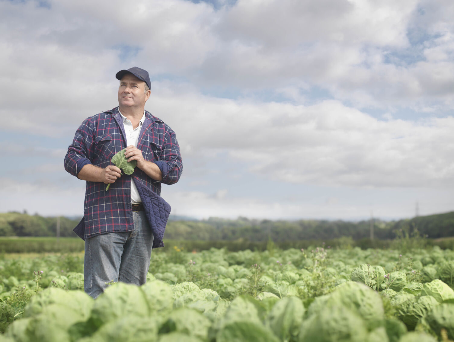 A UK farmer stands in a field, holding a cabbage leaf, representing SFI.