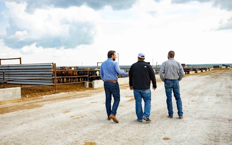 Experts work with feedlot operations to build cost-effective feedlot strategies for production efficiency and disease prevention