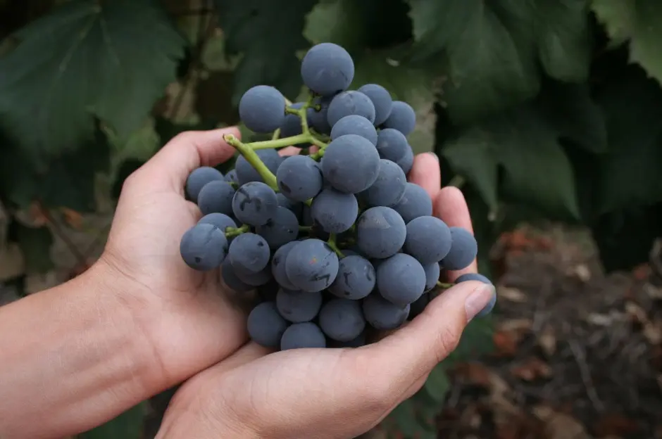 A close up of a person’s hands grasping a bunch of ripe purple grapes

