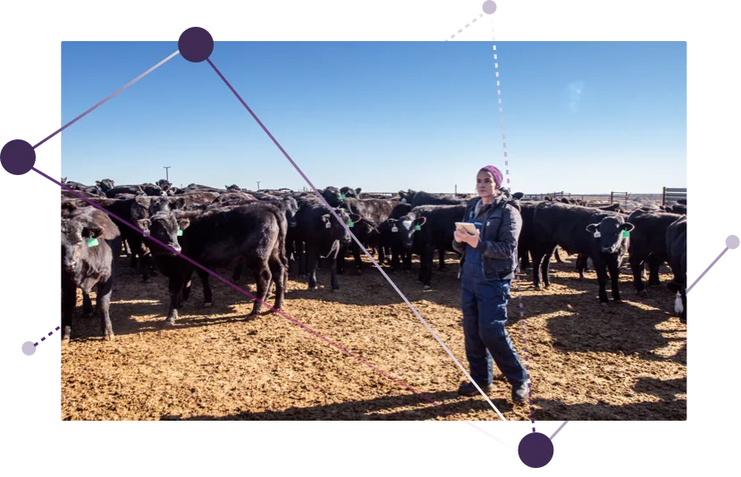 A woman holding a tablet, standing in front of a herd of cows.