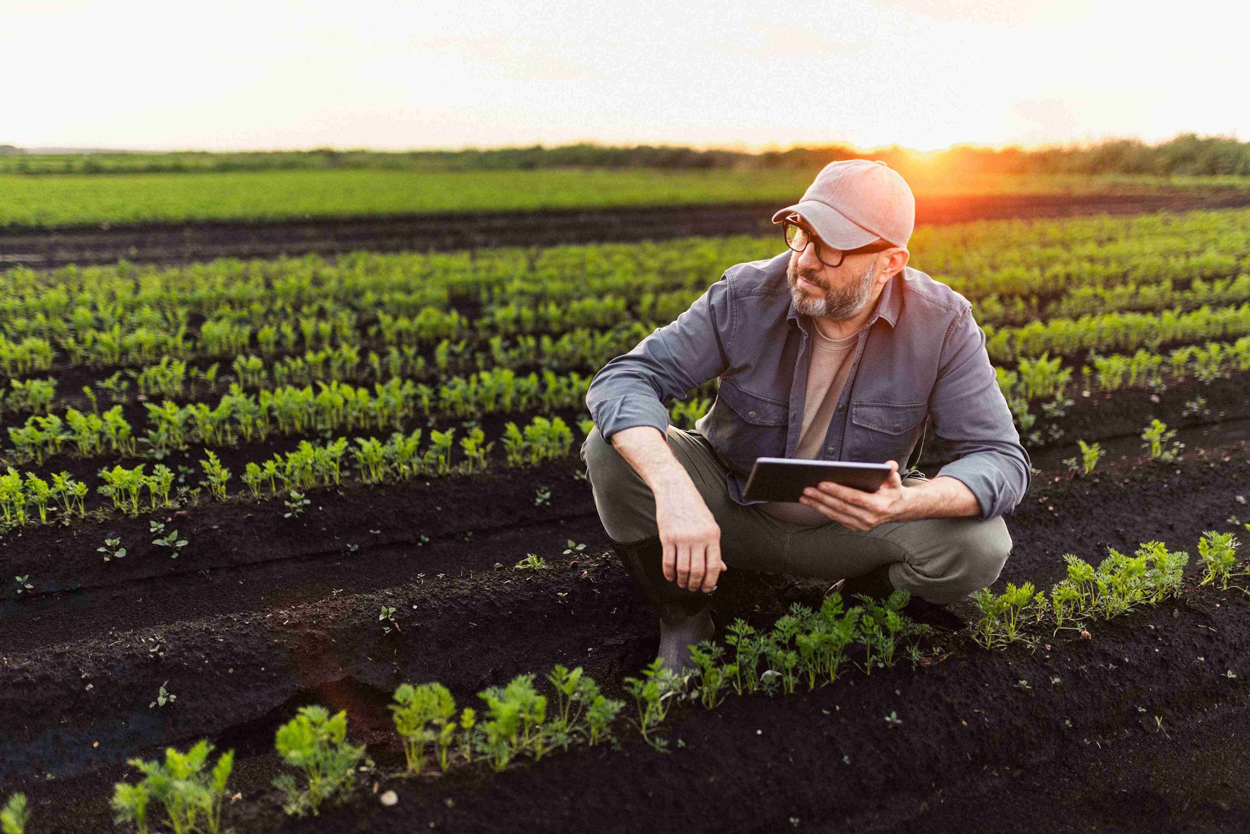 PCA in cap and glasses uses a tablet in a sunset carrot field for digital compliance and monitoring.