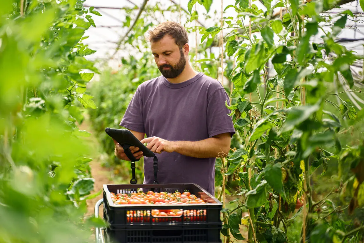 A man using a tablet in a greenhouse, focusing on food safety management systems for agricultural practices.

