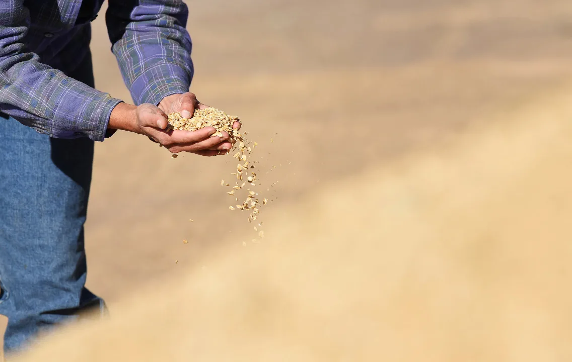 A man holding a handful of grain in his hands.