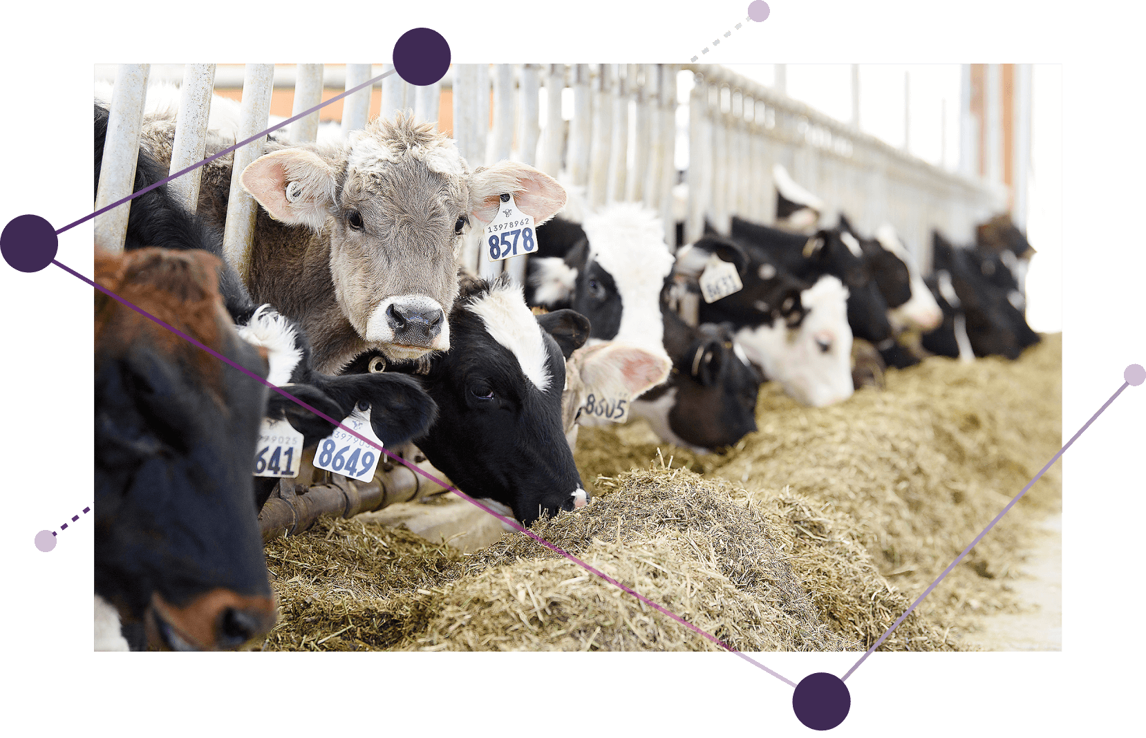 A line of cattle eating hay.