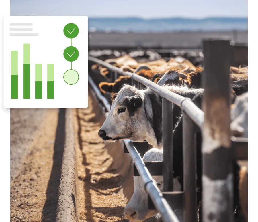 A herd of cattle feeding next to a metal fence