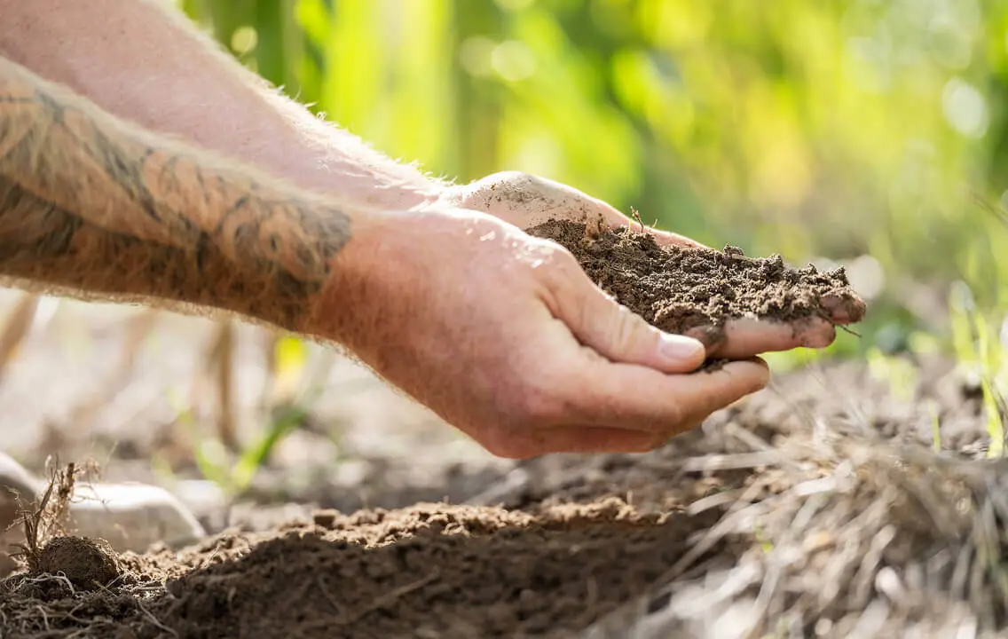 A man's hands holding soil in a field