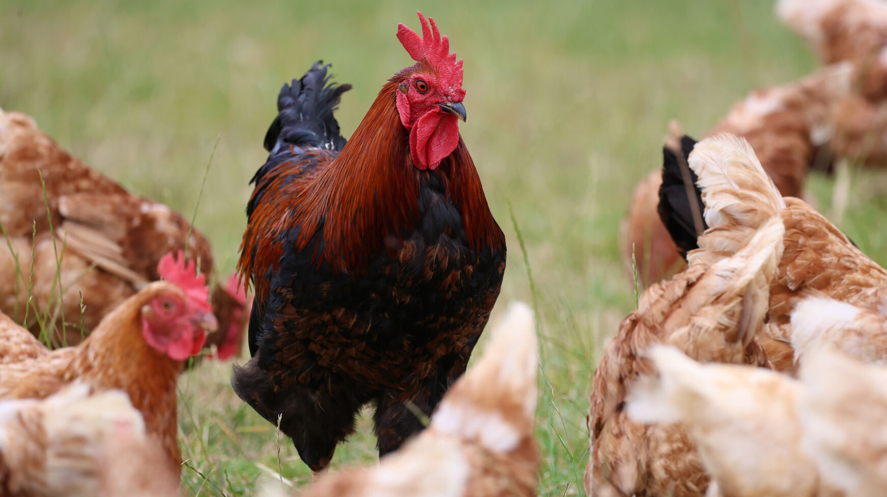 A rooster stands proudly in a field surrounded by several chickens, showcasing a lively farm scene.