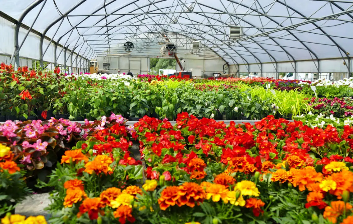 A greenhouse full of colorful flowers.