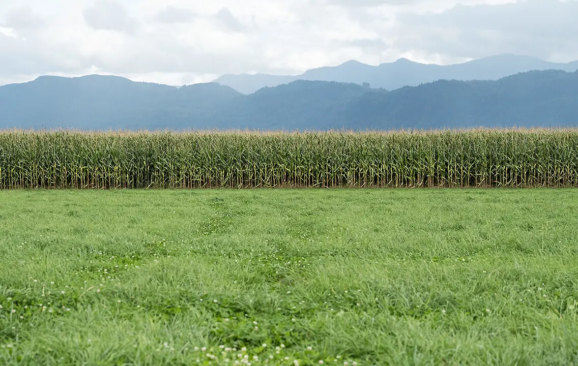 A corn field with mountains in the background.