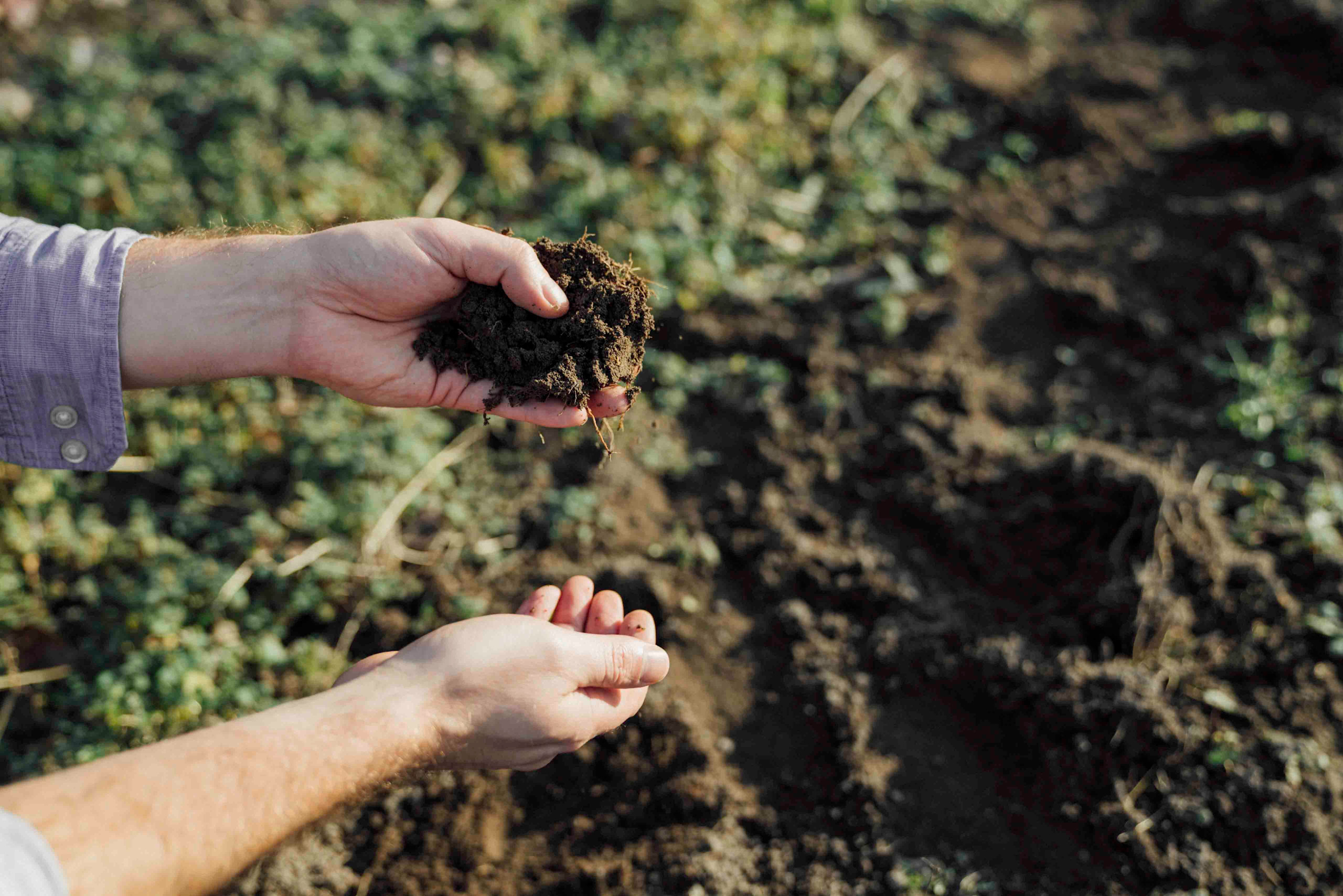 Close-up shot of an advisor wearing a long-sleeved shirt, holding a clump of dark, organic soil in one hand and letting it crumble into their other hand above tilled farmland.