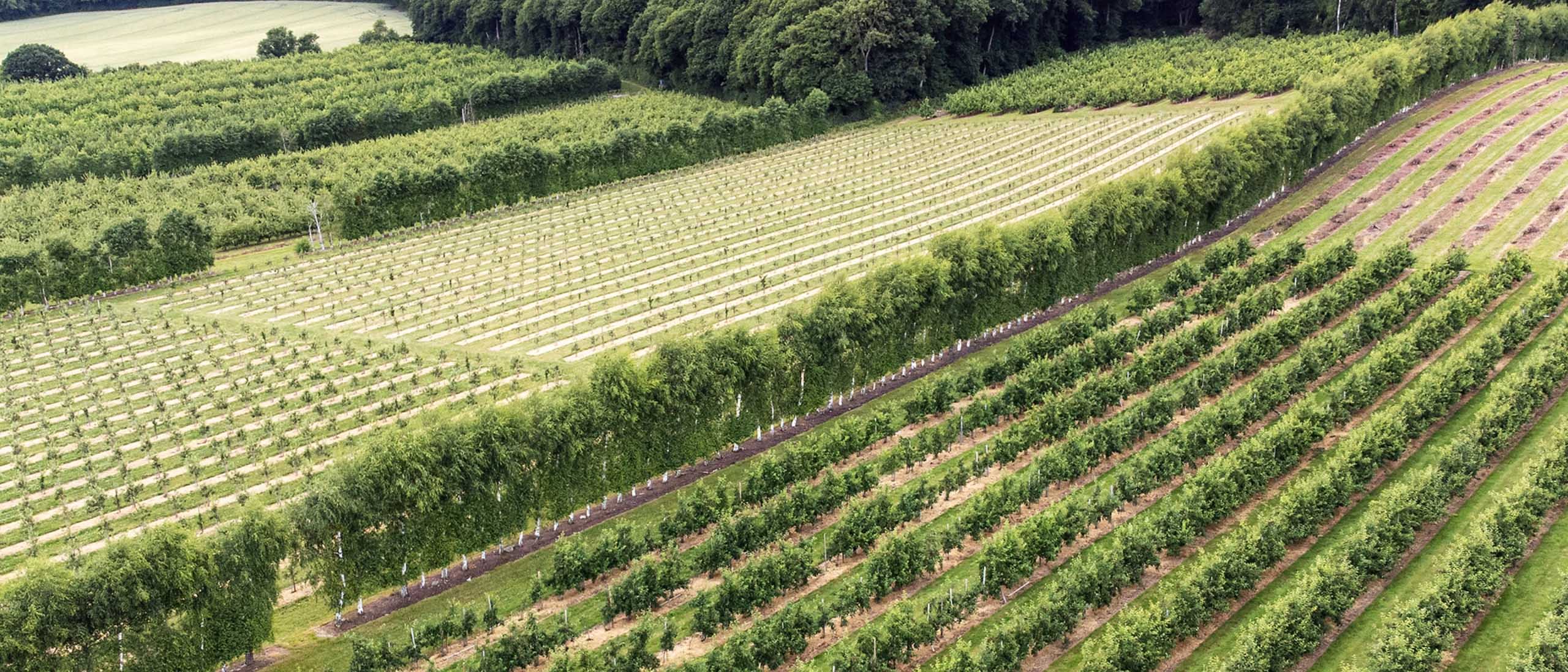 An aerial, high-angle view of structured farm fields with long, neat rows of crops and trees.