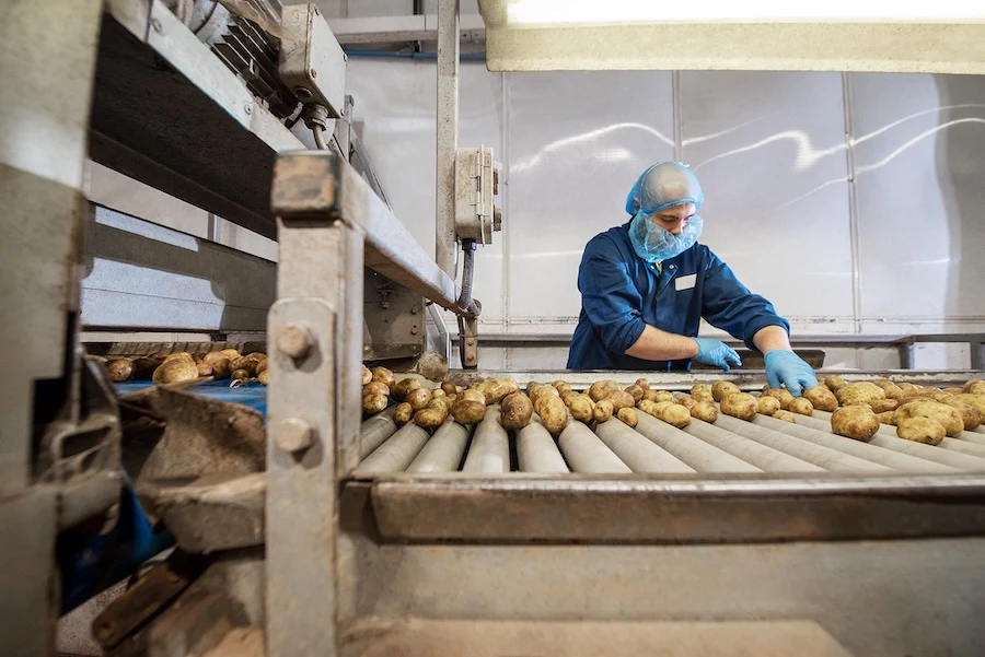 A man in gloves, face mask and hair net inspects potatoes as they move down rollers to be packaged