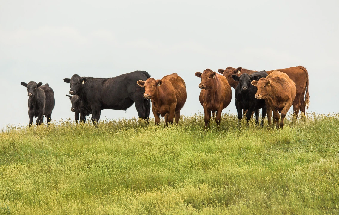 Troupeau de bovins debout sur une colline couverte d’herbe.