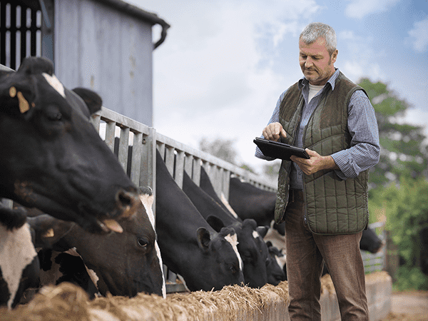 A man stands in front of cows, holding a tablet and observing the animals in a farm setting.
