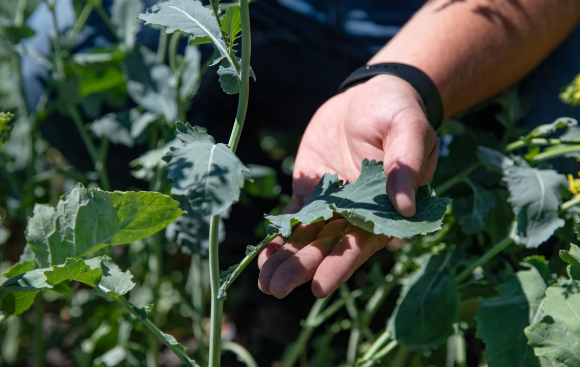 A person's hand picking up a plant in a field.