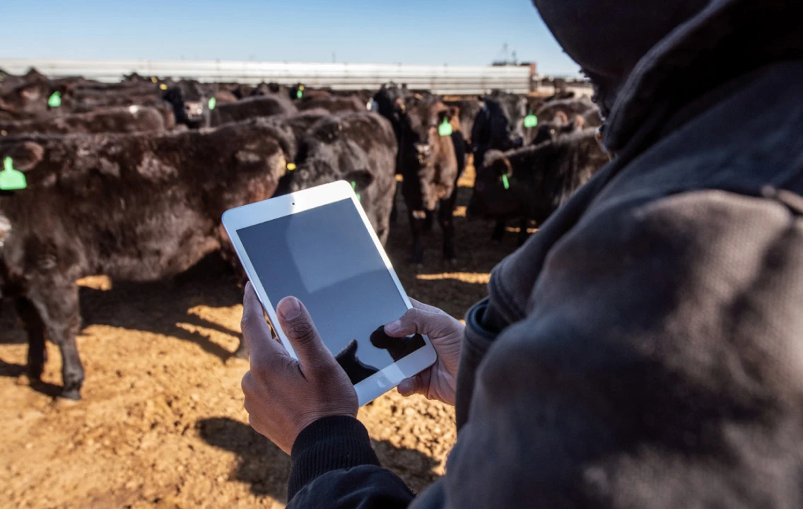 A person holding a tablet in front of a herd of cows.