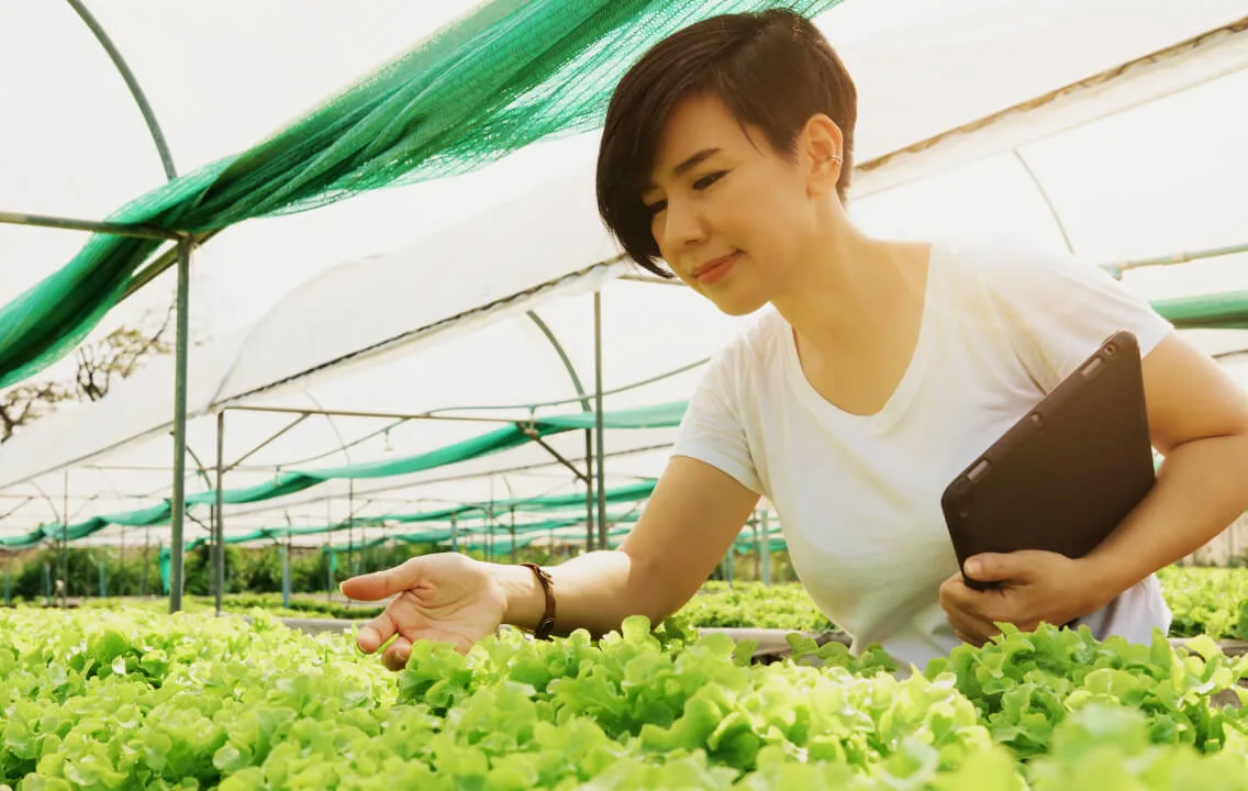 A woman holding a tablet is viewing lettuce in a greenhouse