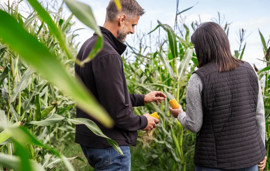 A man and woman are standing in a corn field.