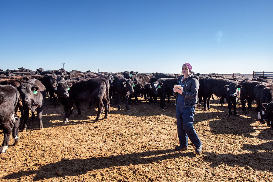Feedlot operator standing on a feedlot amongst the cattle population under a blue sky