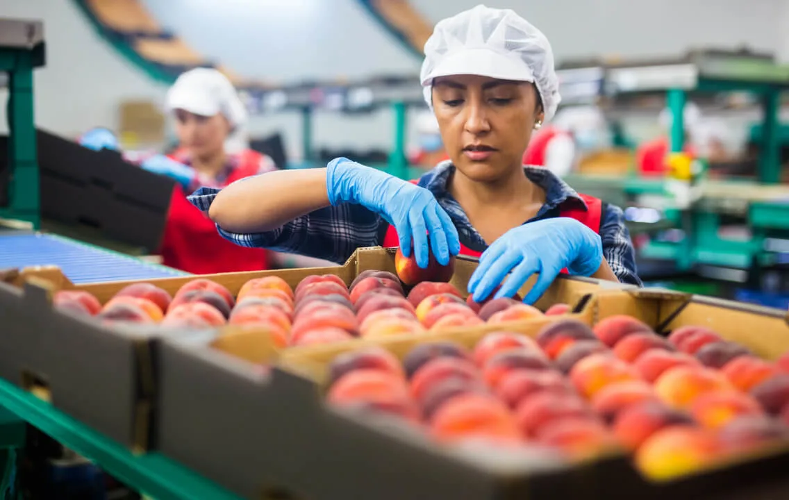 A worker is putting peaches into boxes in a factory