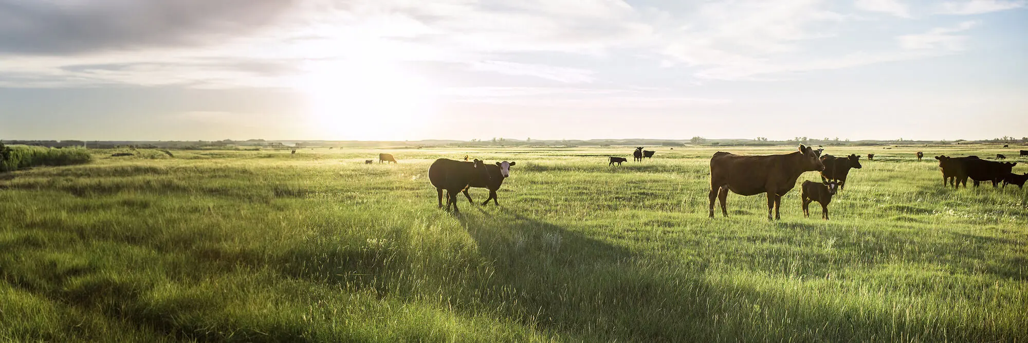 Un troupeau de bovins dans un champ vert luxuriant.