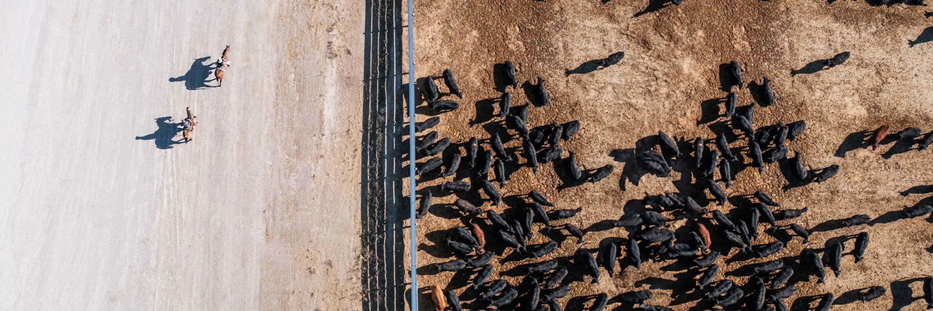 Bird’s-eye view of cattle and two cattle ranchers on horseback.