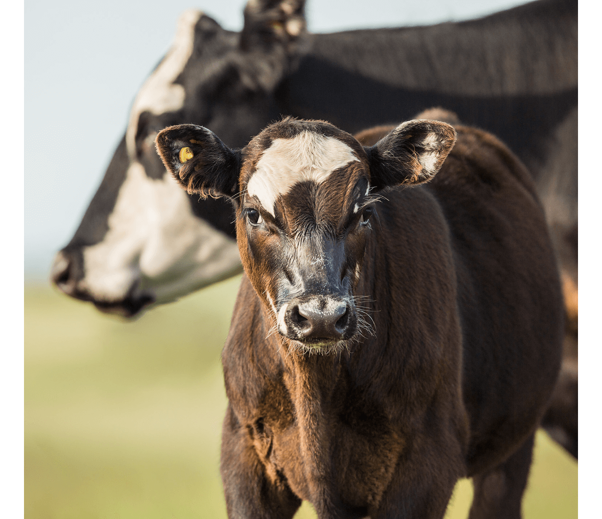 A cow and a calf standing next to each other.