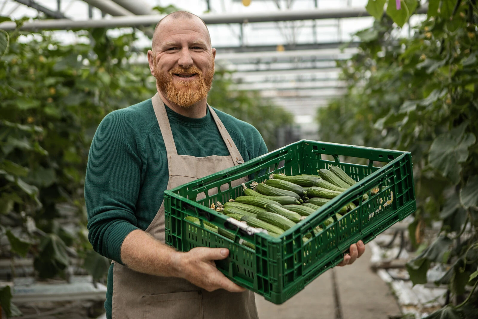 A man stands in a greenhouse, holding a crate of cucumbers, with cucumber plants growing in the background.


