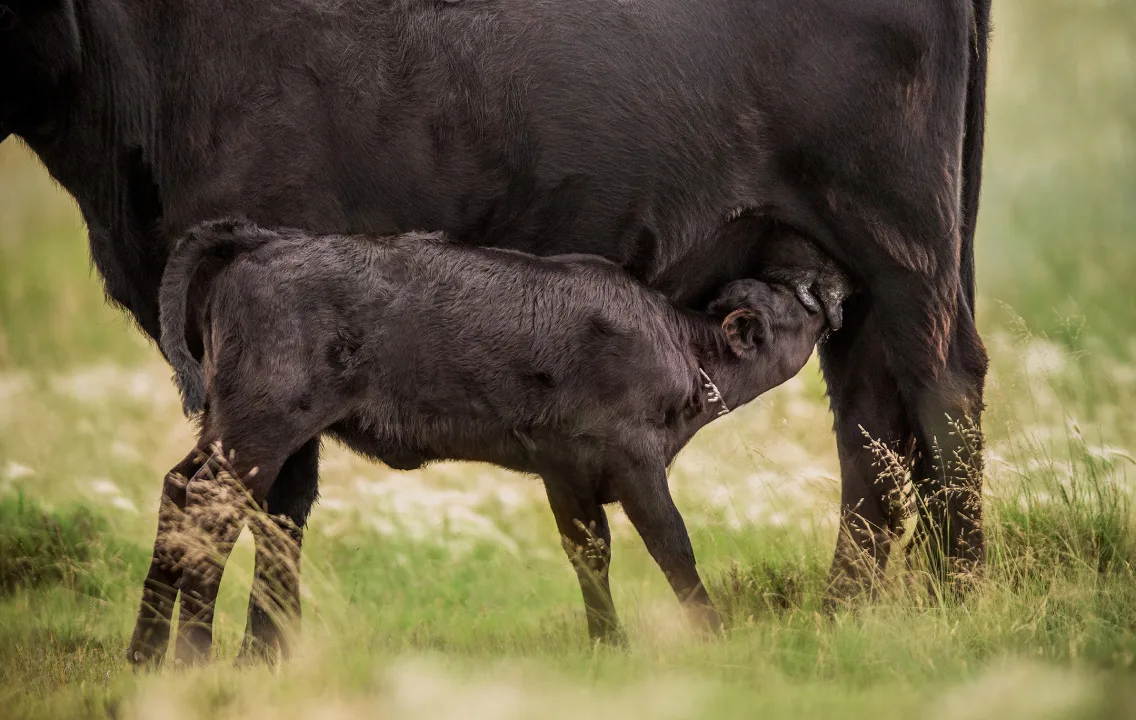 Baby calf nursing from its mother.