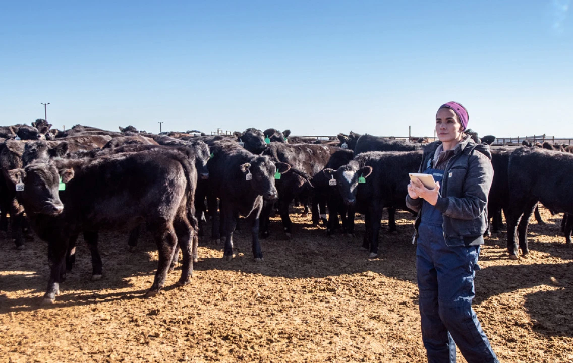 A woman holding a tablet, standing in front of a herd of cows.