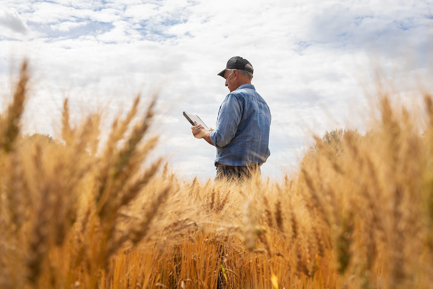 Farmer in a wheat field amongst crops using tablet for crop scouting under a blue sky with some clouds