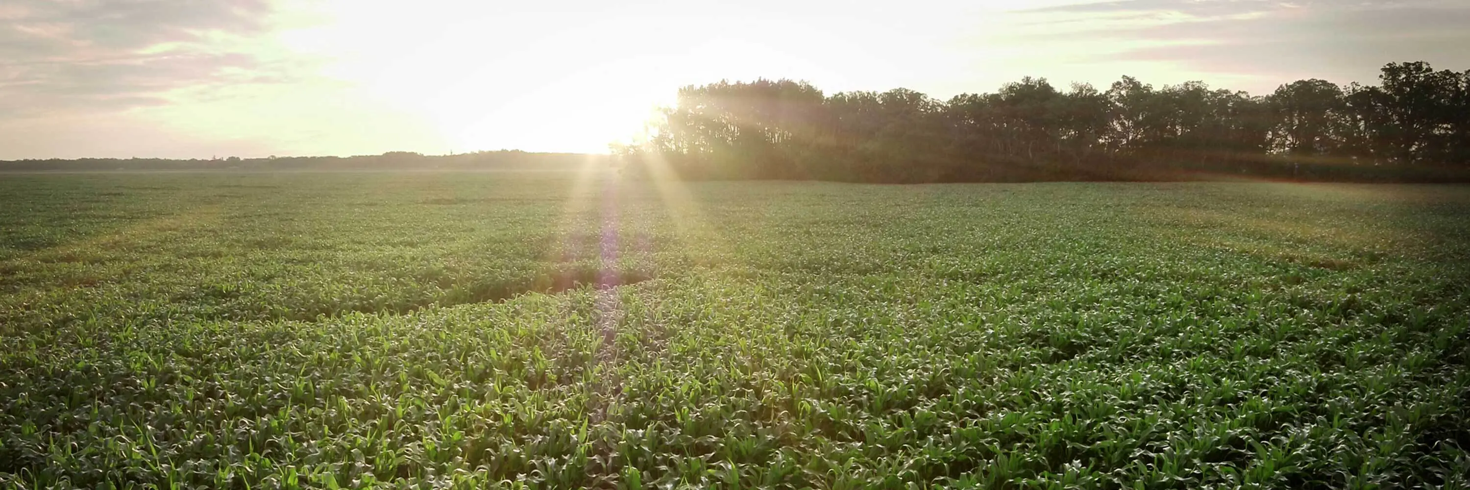 The sun is shining through a field of corn.