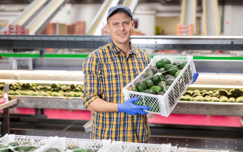 A food packer holding a basket filled with avocados, preparing for FSMA 204 compliance