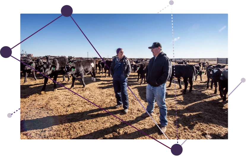 A man and woman talking while standing in front of a herd of cattle.