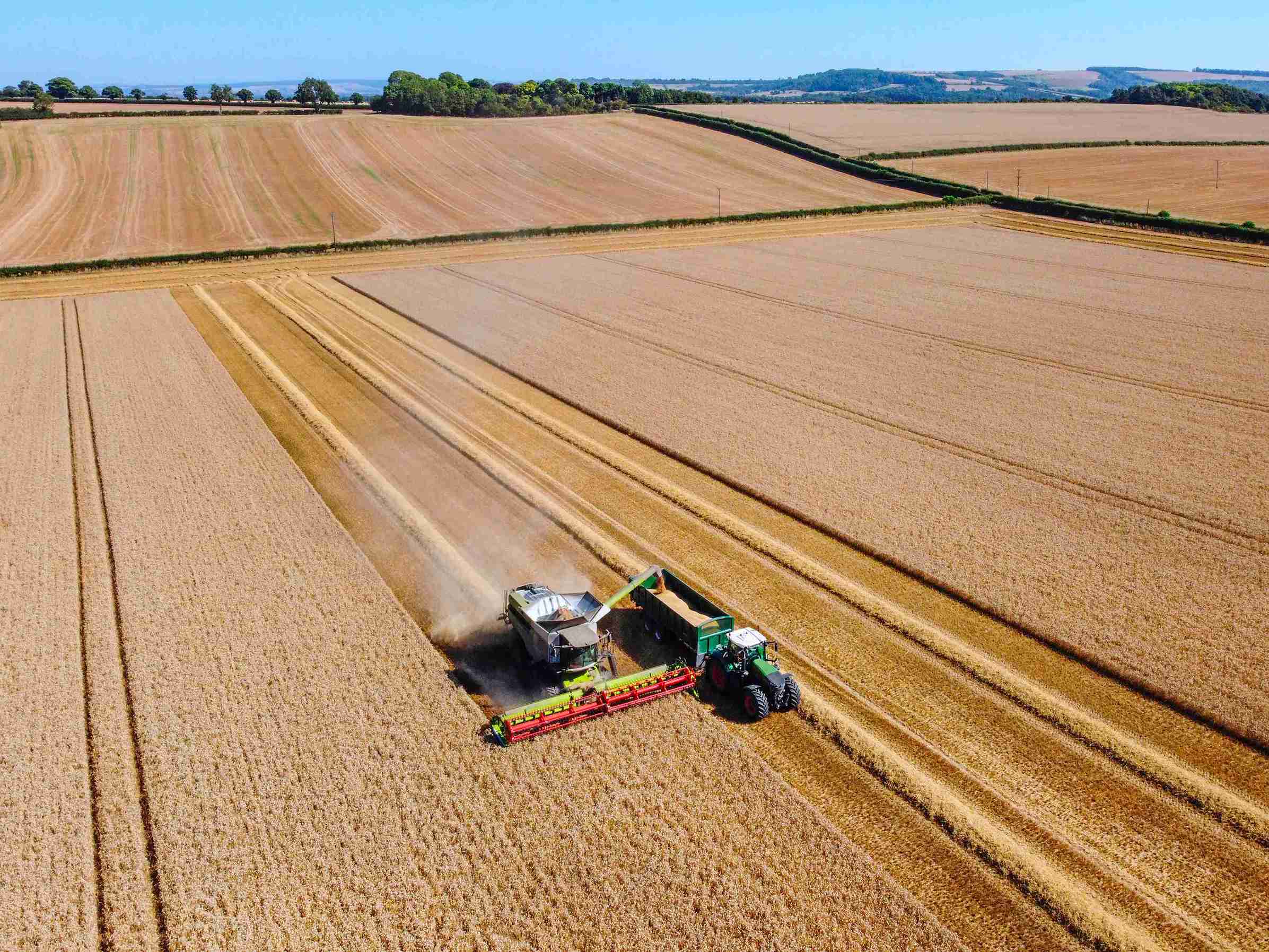 A combine harvester operates in a field, efficiently harvesting crops under a clear blue sky.