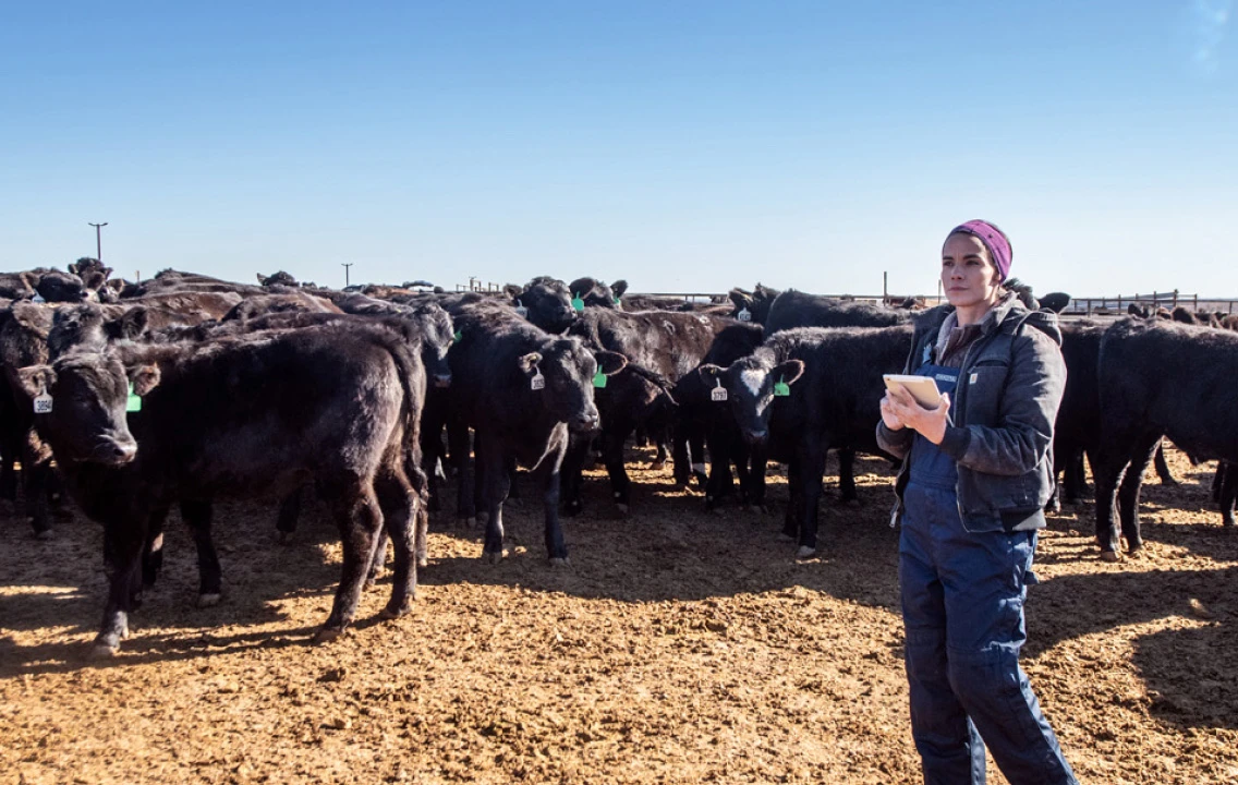 Une femme ayant une tablette dans les mains et se tenant devant un troupeau de vaches.