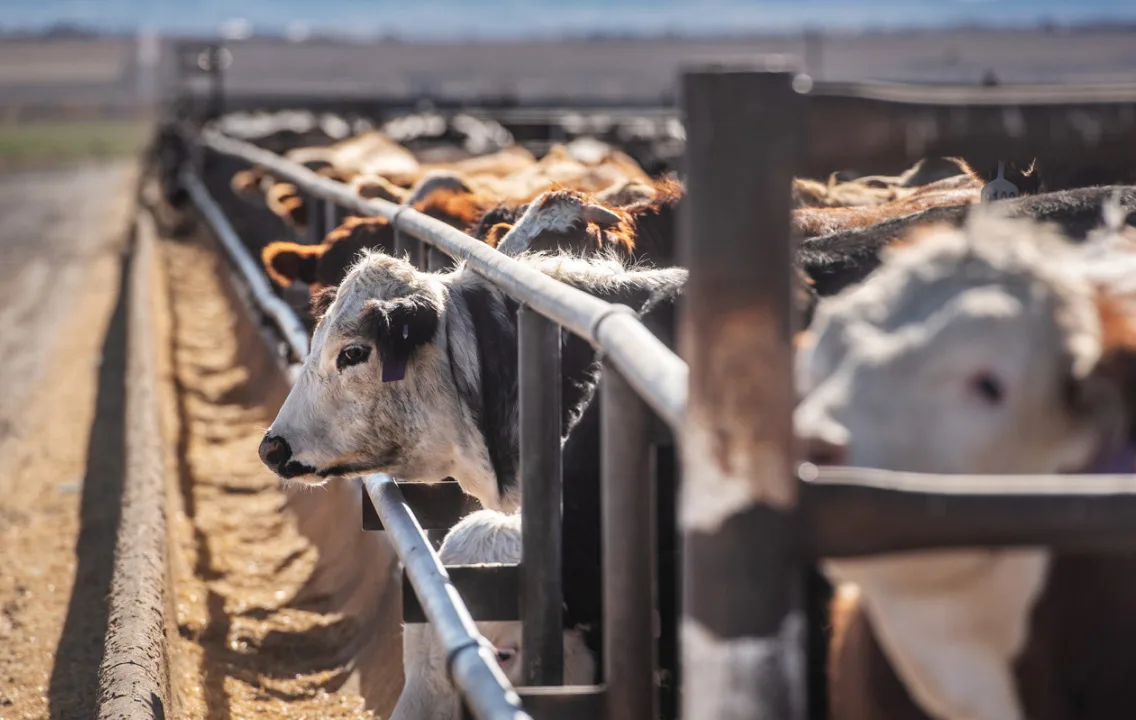 Troupeau de bovins se nourrissant près d’une clôture métallique.