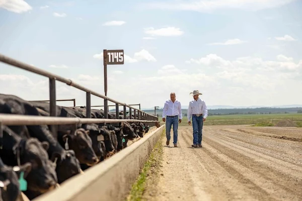 Deux hommes marchent dehors sous un ciel bleu clair le long d’une route de gravier qui longe un parc d’engraissement actif rempli de bétail.